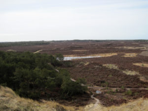Blick über das wilde Ostland auf Borkum