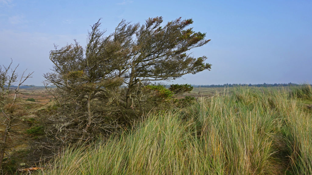 Wind und Wetter prägen die Dünenlandschaft von Fanø.