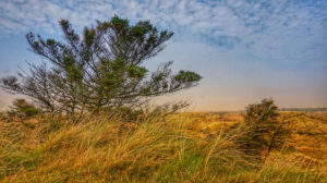 Wind und Wetter prägen die Dünenlandschaft von Fanø.