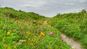 Blumenpfad in den Dünen im Osten von Wangerooge