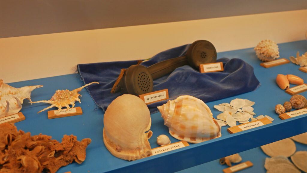 Sprechmuschel im kuriosen Muschelmuseum
