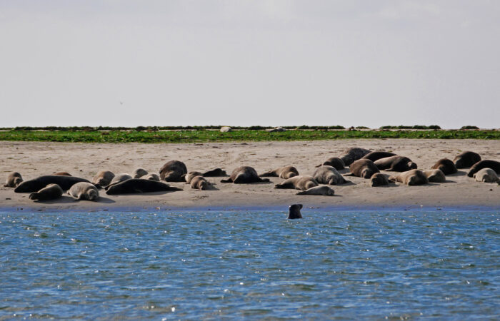 Seehundsafari: Robben und Seehunde vor Fanø