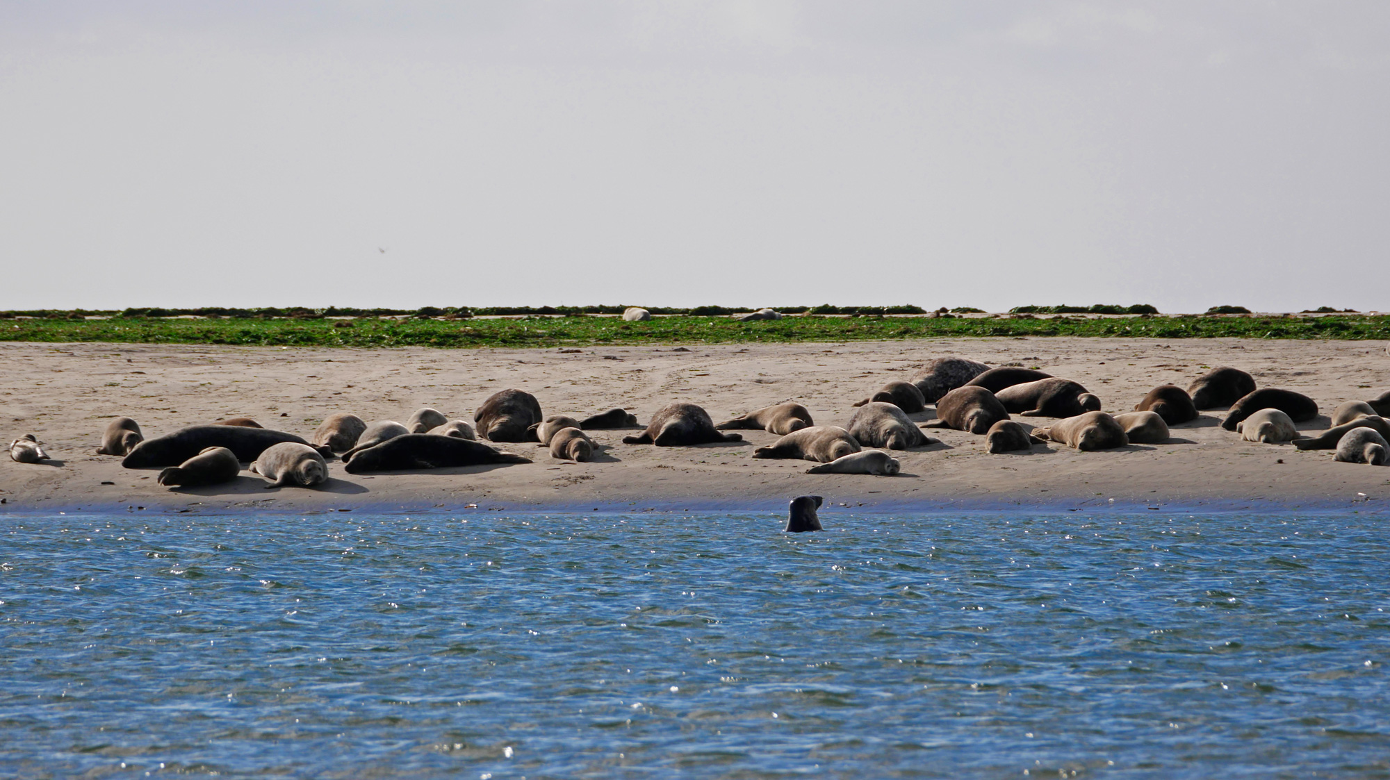 Seehundsafari: Robben und Seehunde vor Fanø