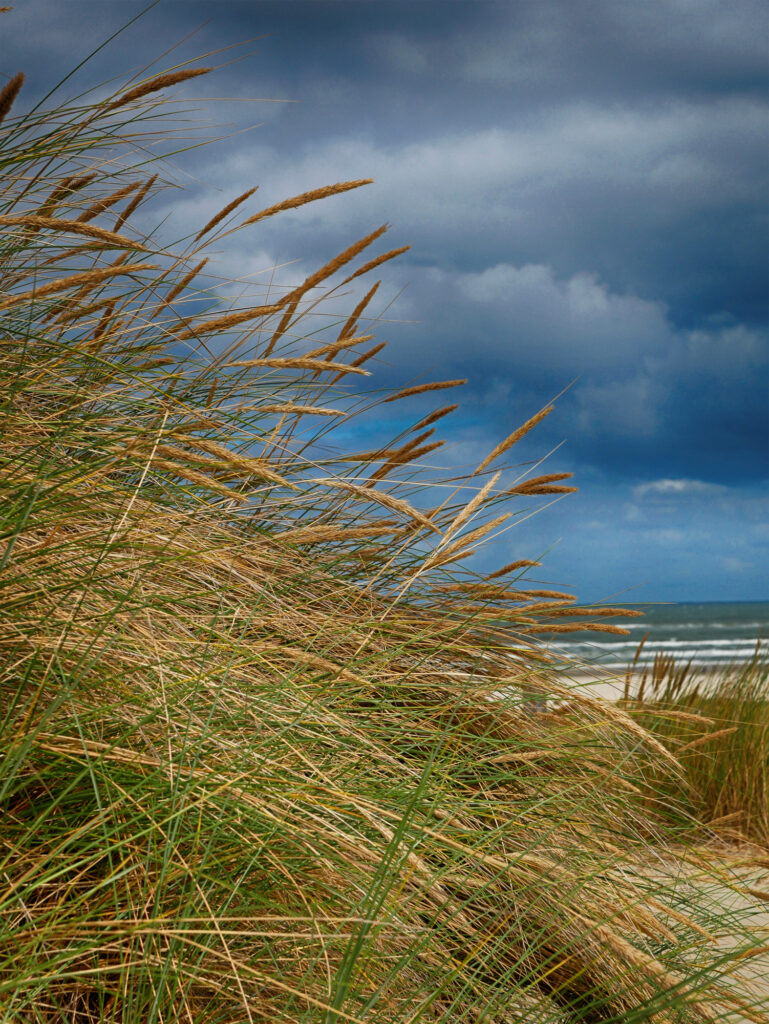 In den Dünen von Terschelling
