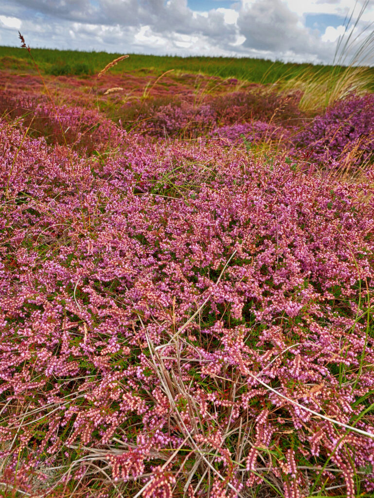 Heideblüte auf Terschelling