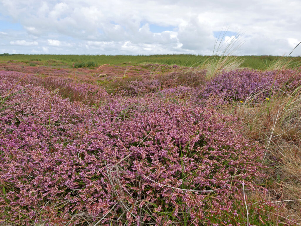 Heideblüte im Osten von Terschelling