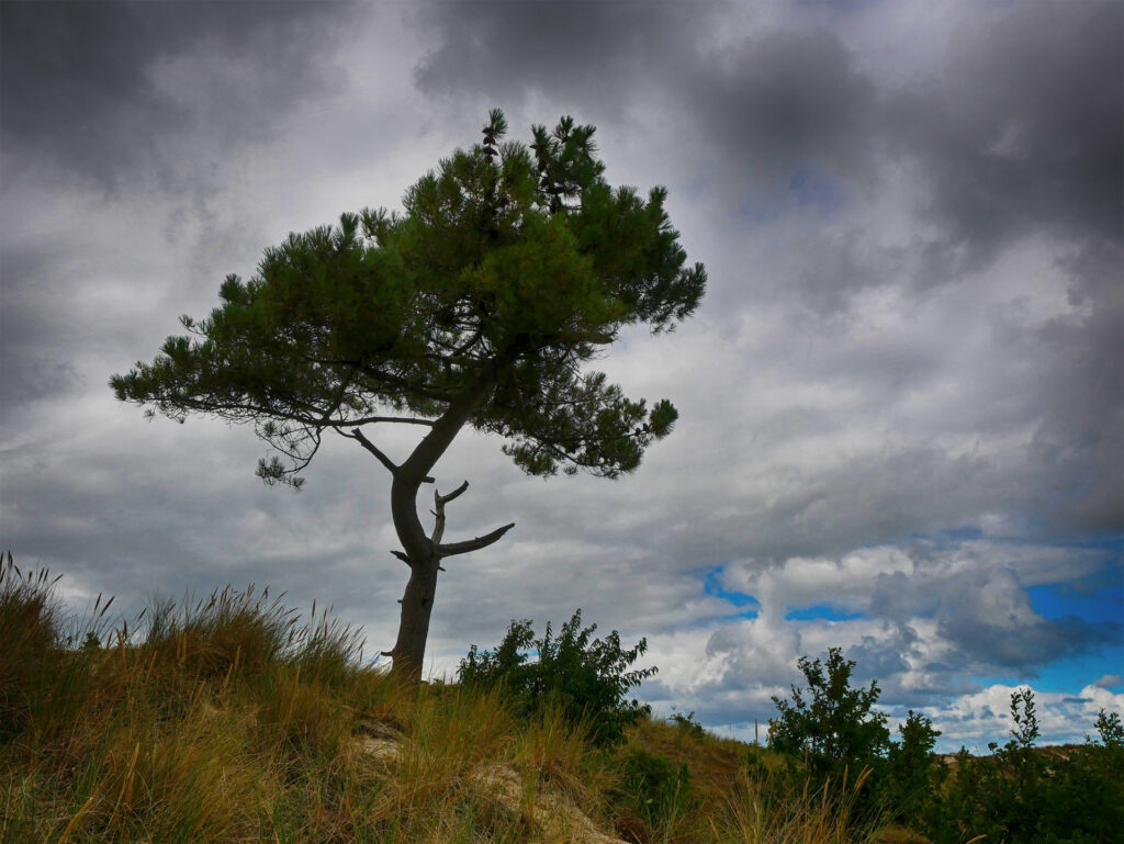 Het Boompje - Naturdenkmal auf Terschelling