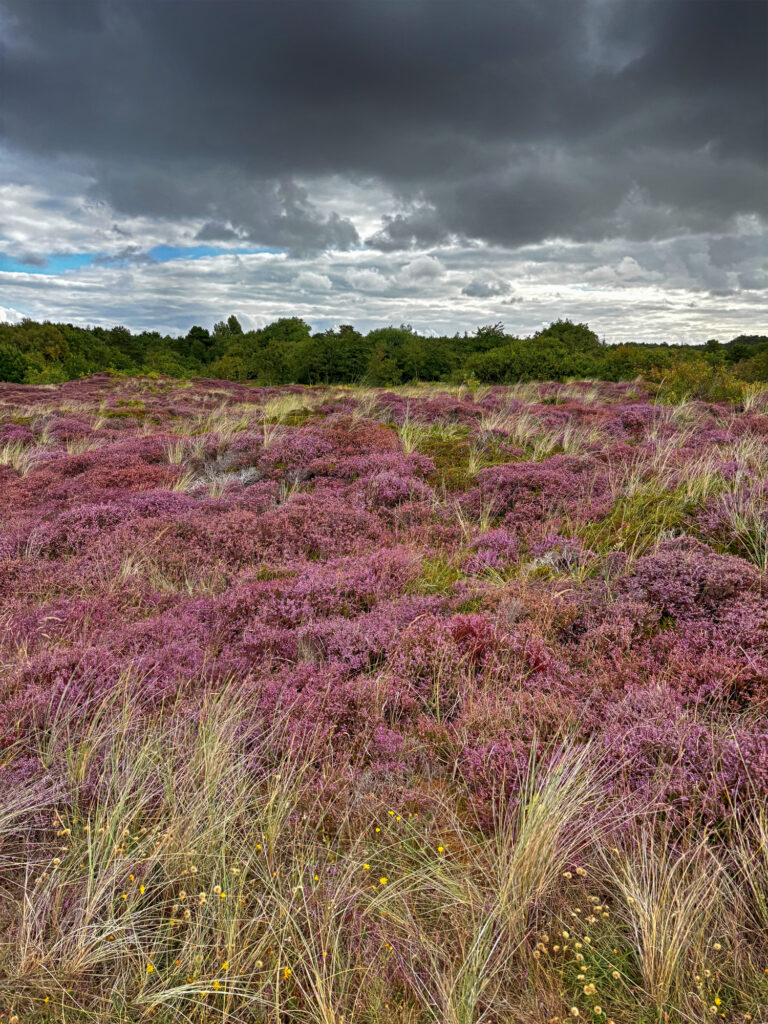 Heideblüte auf Terschelling